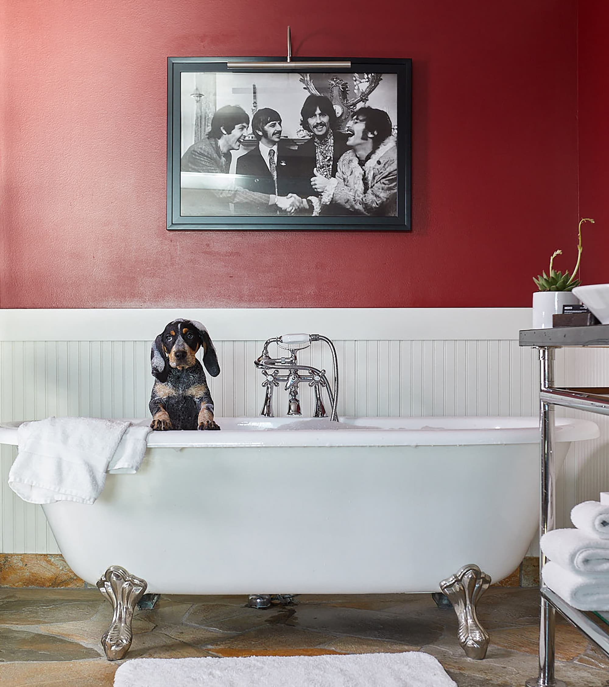 A dog in the tub at The Edgewater Hotel