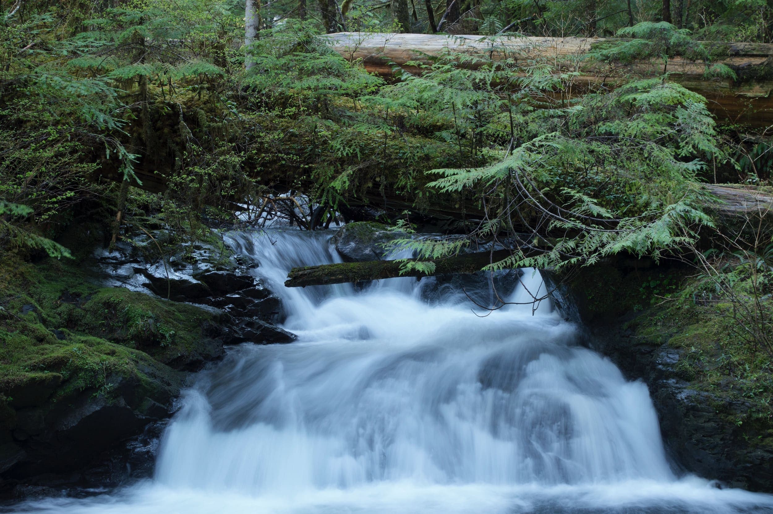 A beautiful waterfall covered by vibrant green tree branches