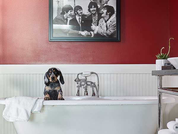 Dog In The Bathtub.