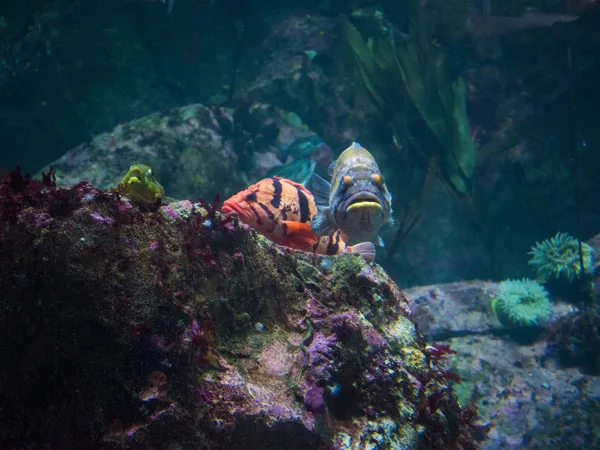 Seattle Aquarium